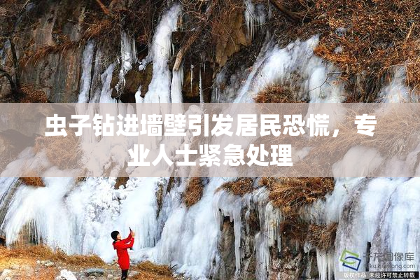 虫子钻进墙壁引发居民恐慌，专业人士紧急处理