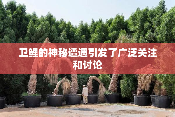卫鲤的神秘遭遇引发了广泛关注和讨论