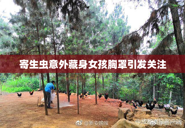 寄生虫意外藏身女孩胸罩引发关注