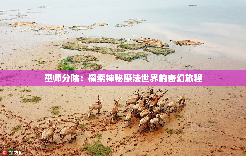 巫师分院：探索神秘魔法世界的奇幻旅程