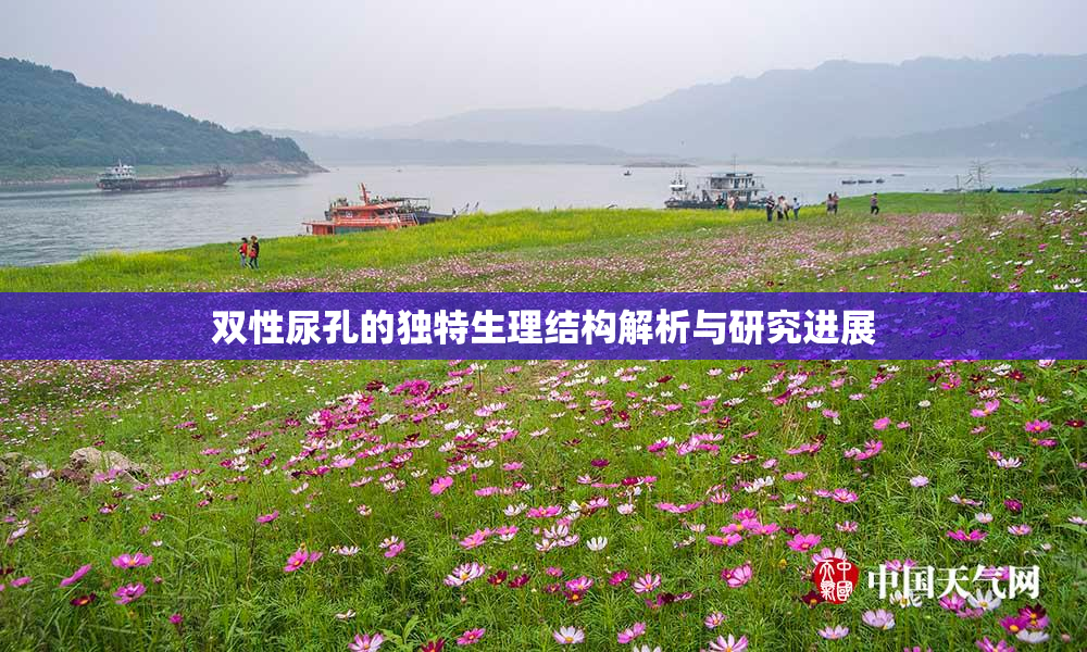 双性尿孔的独特生理结构解析与研究进展