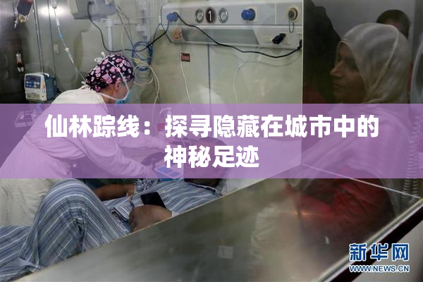 仙林踪线：探寻隐藏在城市中的神秘足迹