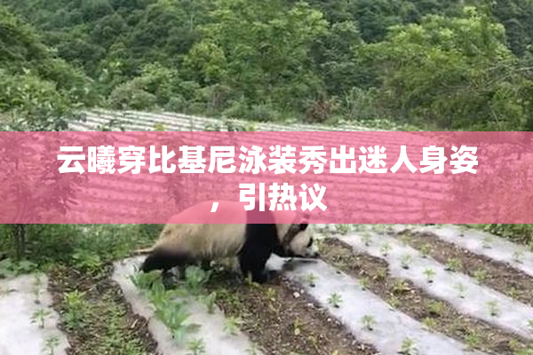 云曦穿比基尼泳装秀出迷人身姿，引热议