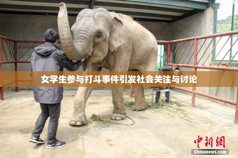 女学生参与打斗事件引发社会关注与讨论