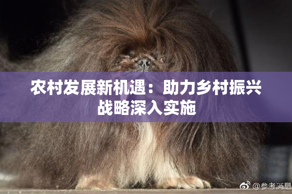 农村发展新机遇：助力乡村振兴战略深入实施