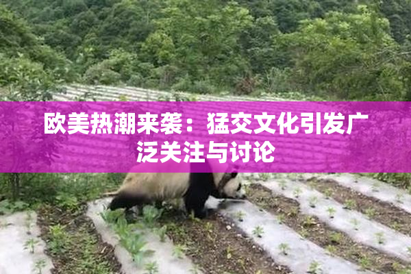 欧美热潮来袭：猛交文化引发广泛关注与讨论