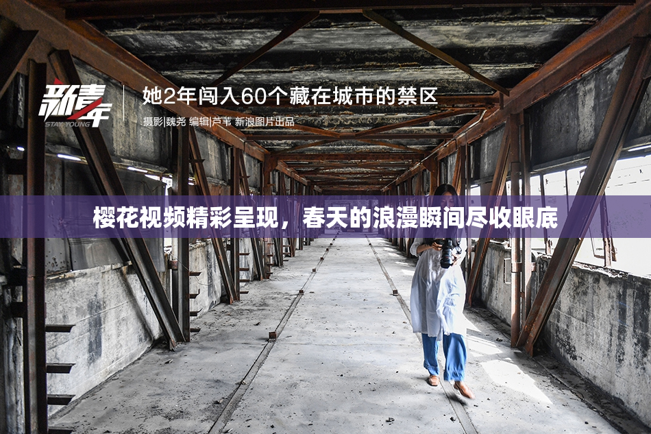 樱花视频精彩呈现，春天的浪漫瞬间尽收眼底