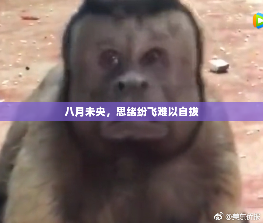 八月未央，思绪纷飞难以自拔