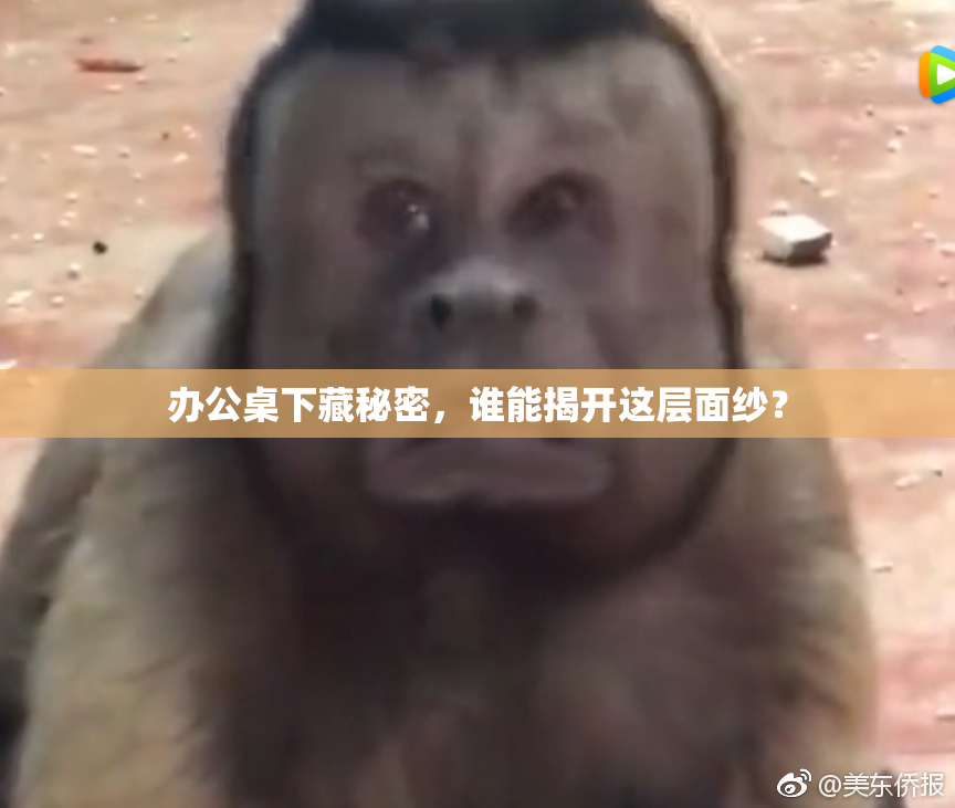 办公桌下藏秘密，谁能揭开这层面纱？