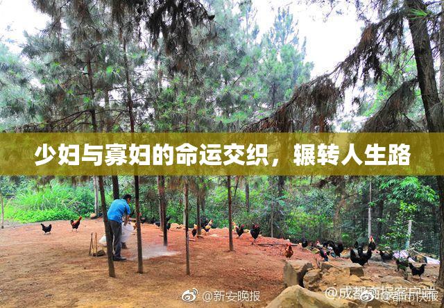 少妇与寡妇的命运交织，辗转人生路