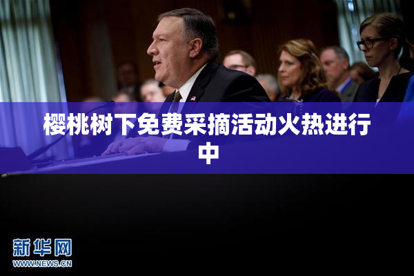 樱桃树下免费采摘活动火热进行中