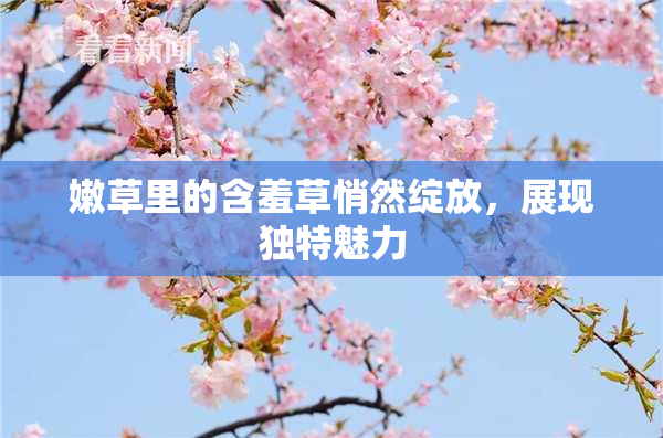 嫩草里的含羞草悄然绽放，展现独特魅力