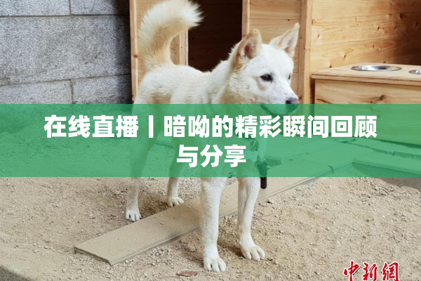 在线直播丨暗呦的精彩瞬间回顾与分享