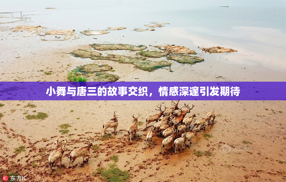 小舞与唐三的故事交织，情感深邃引发期待