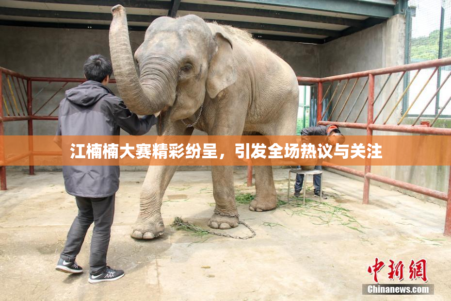 江楠楠大赛精彩纷呈，引发全场热议与关注