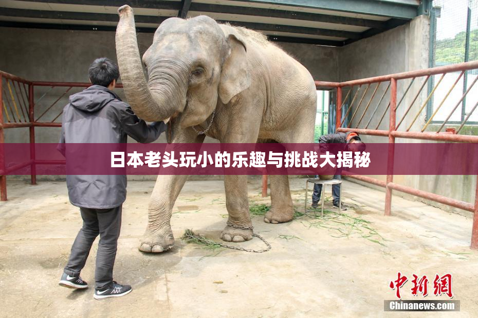 日本老头玩小的乐趣与挑战大揭秘