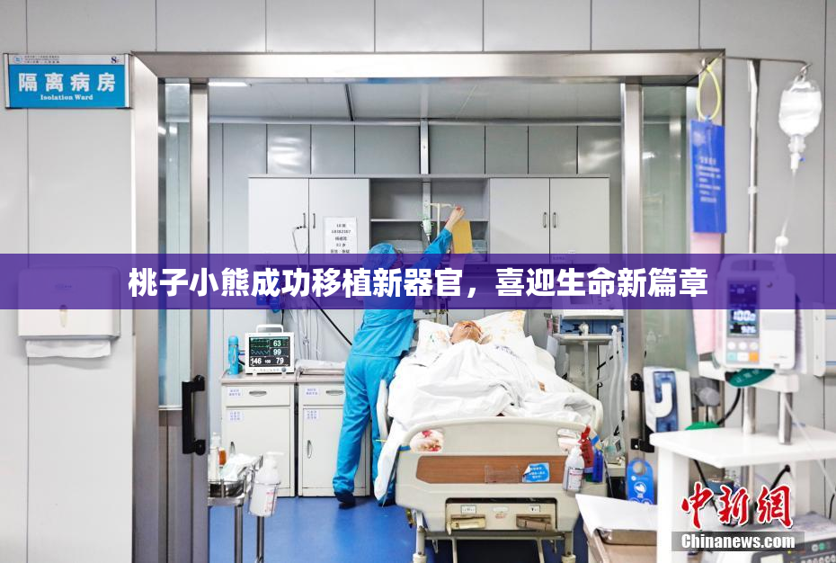桃子小熊成功移植新器官，喜迎生命新篇章