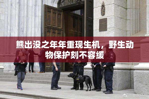 熊出没之年年重现生机，野生动物保护刻不容缓