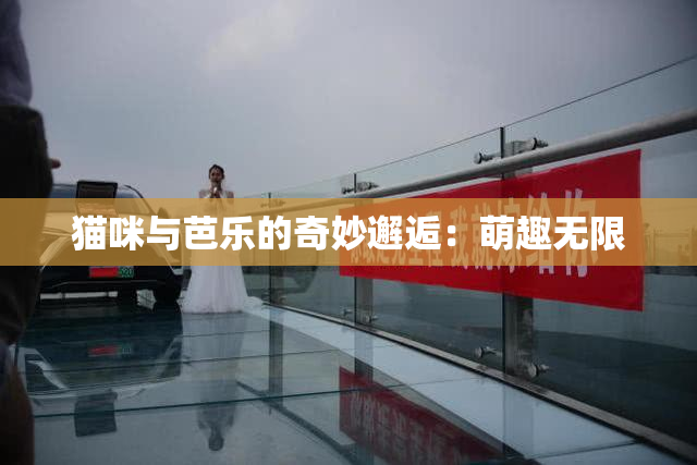 猫咪与芭乐的奇妙邂逅：萌趣无限