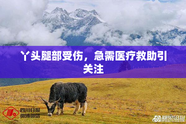 丫头腿部受伤，急需医疗救助引关注