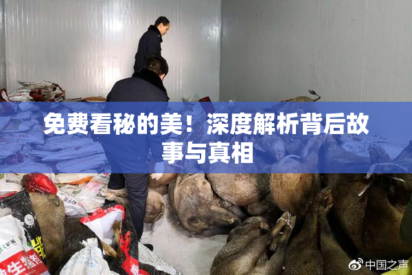 免费看秘的美！深度解析背后故事与真相