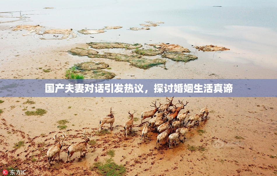 国产夫妻对话引发热议，探讨婚姻生活真谛