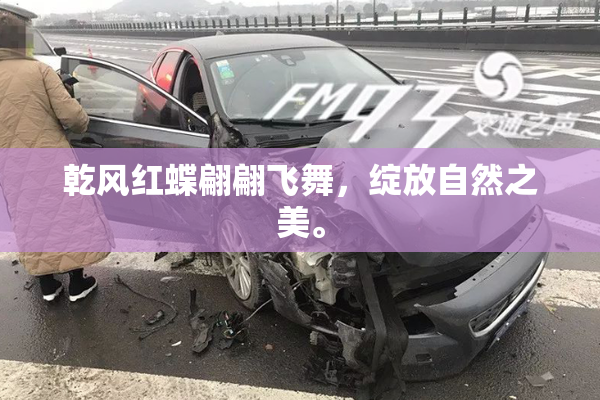 乾风红蝶翩翩飞舞，绽放自然之美。