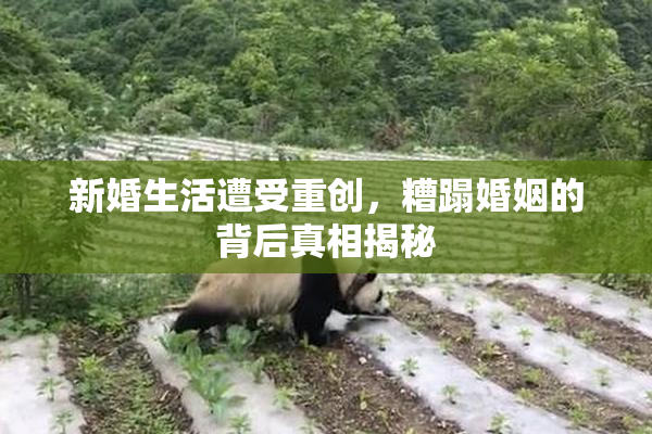 新婚生活遭受重创，糟蹋婚姻的背后真相揭秘