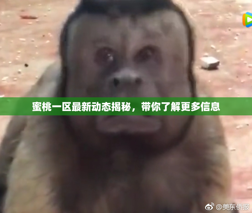 蜜桃一区最新动态揭秘，带你了解更多信息