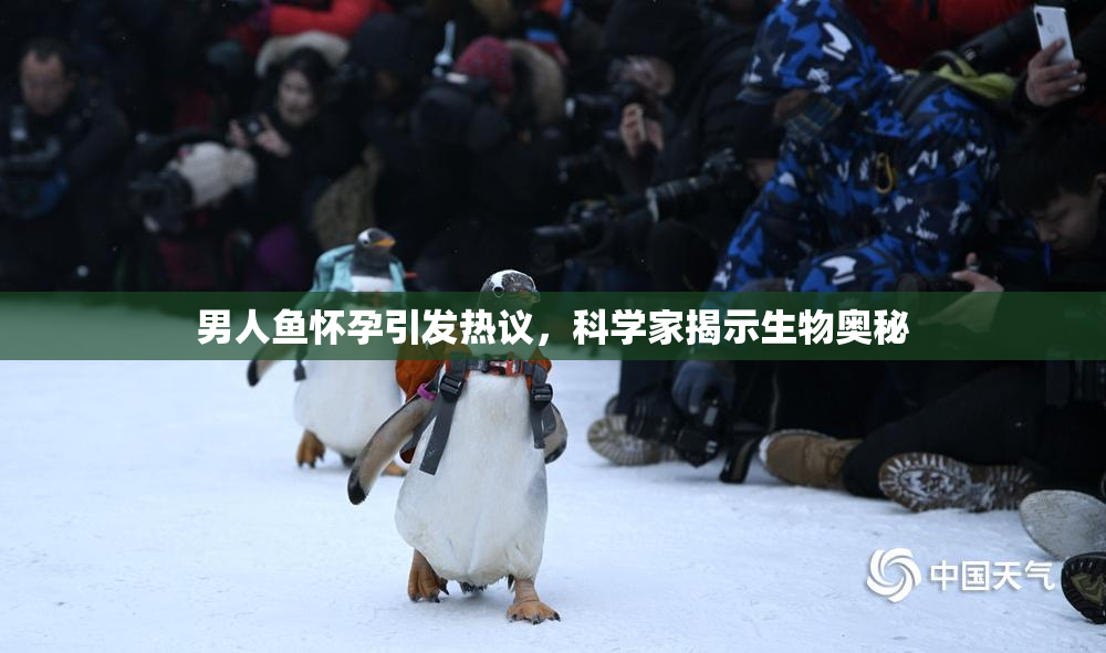 男人鱼怀孕引发热议，科学家揭示生物奥秘