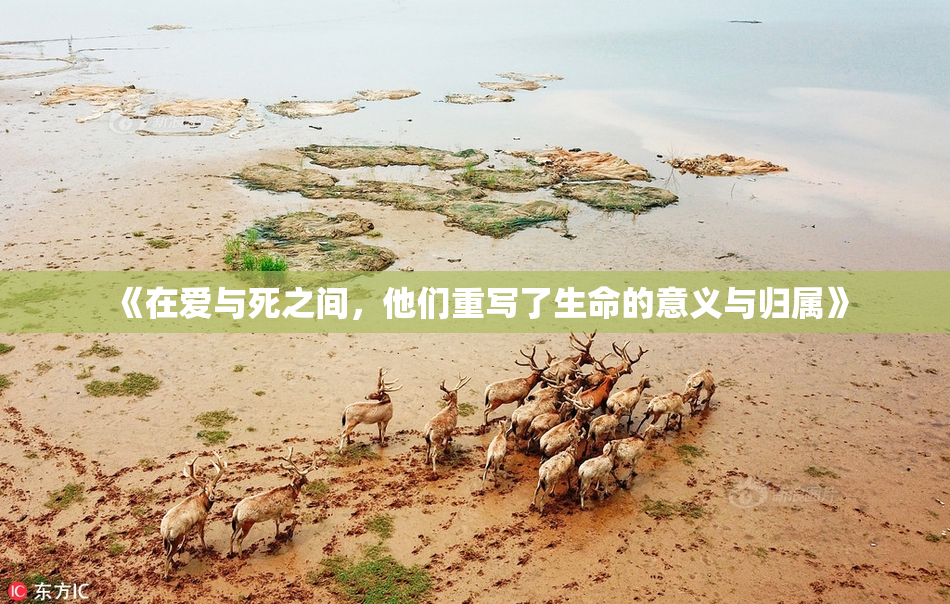 《在爱与死之间，他们重写了生命的意义与归属》