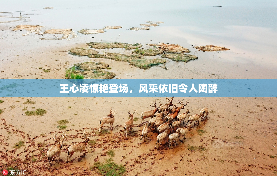 王心凌惊艳登场，风采依旧令人陶醉