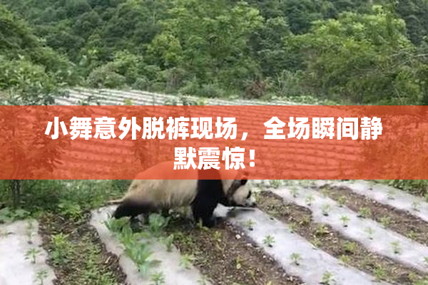 小舞意外脱裤现场，全场瞬间静默震惊！