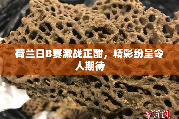 荷兰日B赛激战正酣，精彩纷呈令人期待