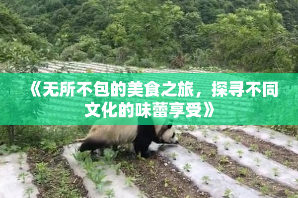 《无所不包的美食之旅，探寻不同文化的味蕾享受》