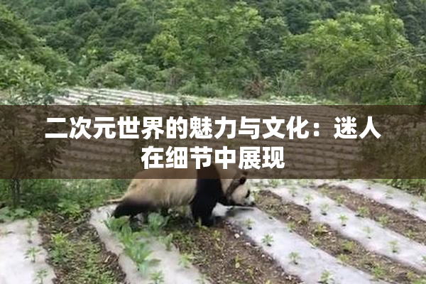 二次元世界的魅力与文化：迷人在细节中展现
