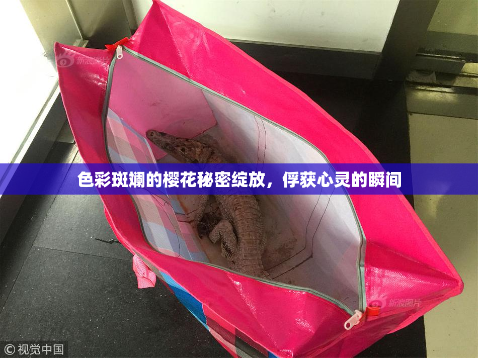 色彩斑斓的樱花秘密绽放，俘获心灵的瞬间