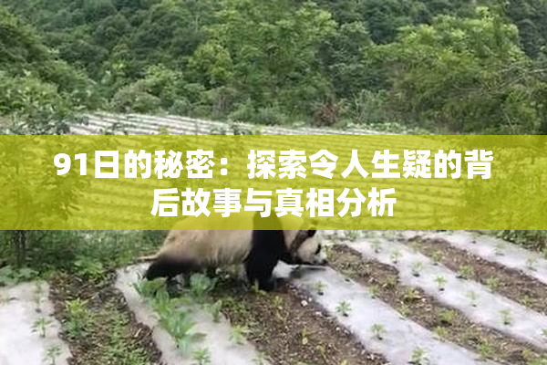 91日的秘密：探索令人生疑的背后故事与真相分析