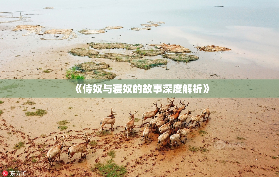 《侍奴与寝奴的故事深度解析》