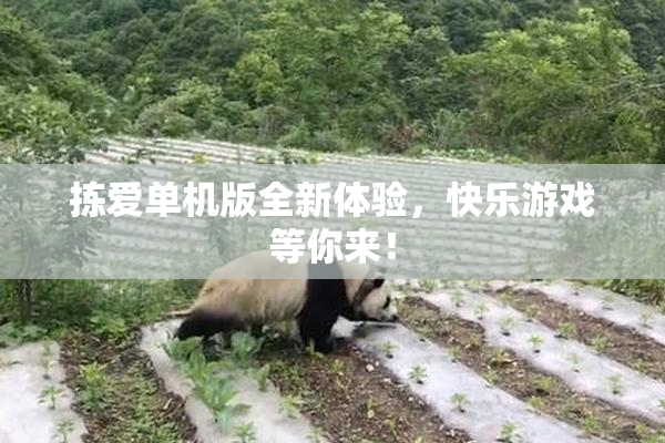 拣爱单机版全新体验，快乐游戏等你来！