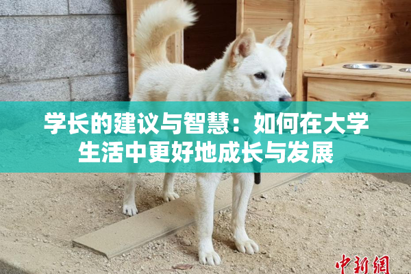 学长的建议与智慧：如何在大学生活中更好地成长与发展