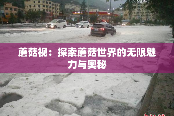 蘑菇视：探索蘑菇世界的无限魅力与奥秘