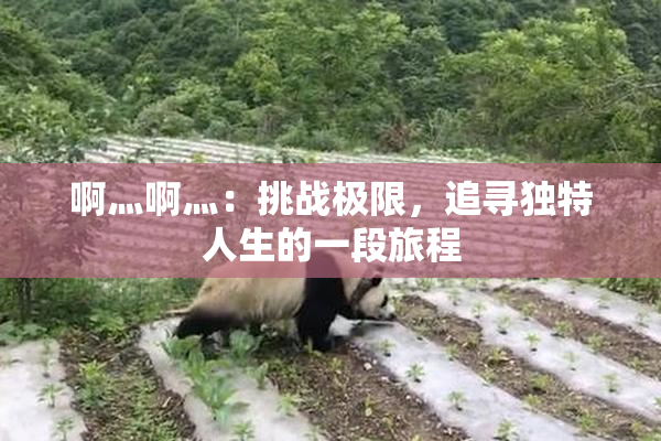 啊灬啊灬：挑战极限，追寻独特人生的一段旅程