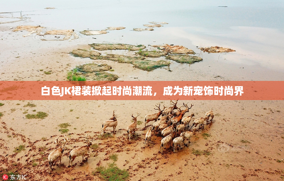 白色JK裙装掀起时尚潮流，成为新宠饰时尚界