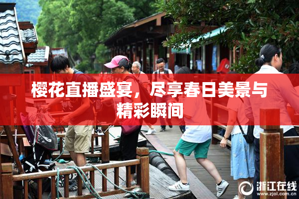 樱花直播盛宴，尽享春日美景与精彩瞬间