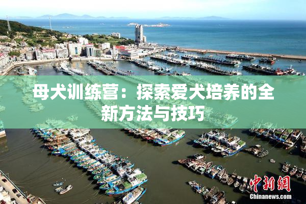 母犬训练营：探索爱犬培养的全新方法与技巧
