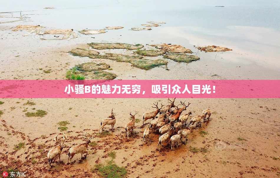 小骚B的魅力无穷，吸引众人目光！