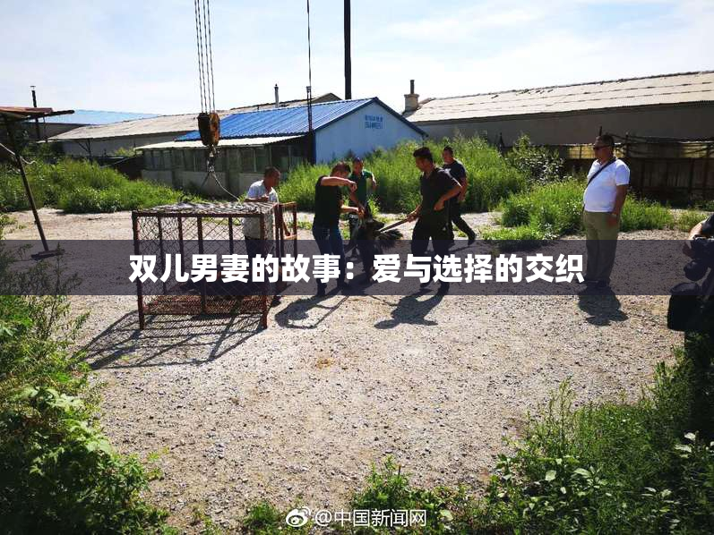 双儿男妻的故事：爱与选择的交织