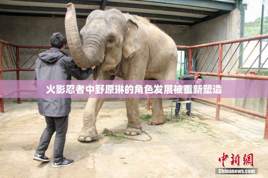 火影忍者中野原琳的角色发展被重新塑造