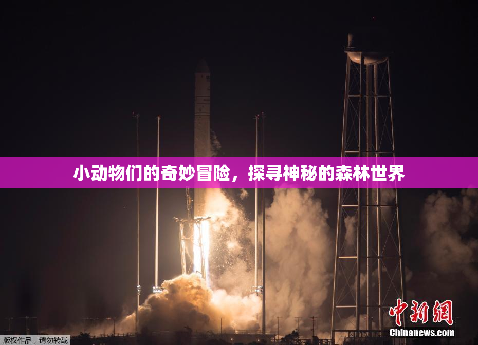 小动物们的奇妙冒险，探寻神秘的森林世界